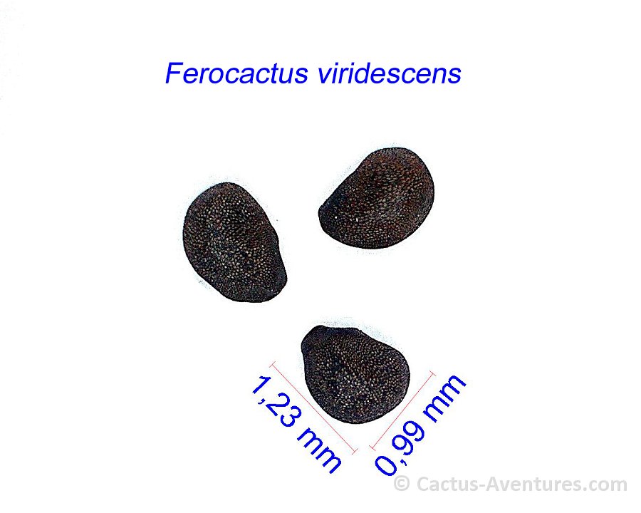 Ferocactus viridescens, La Jolla, Ca. USA JM